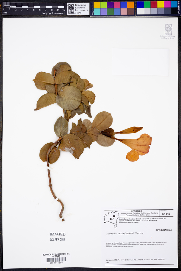 Mandevilla sancta image