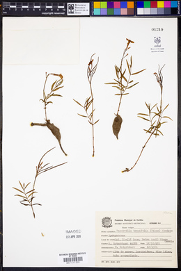 Mandevilla tenuifolia image