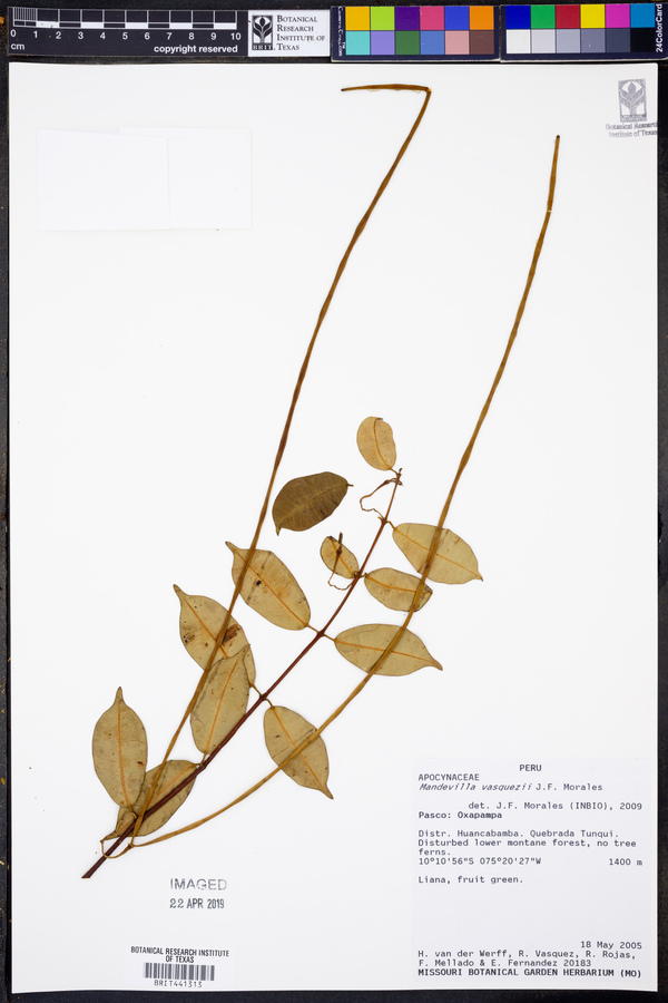 Mandevilla vasquezii image