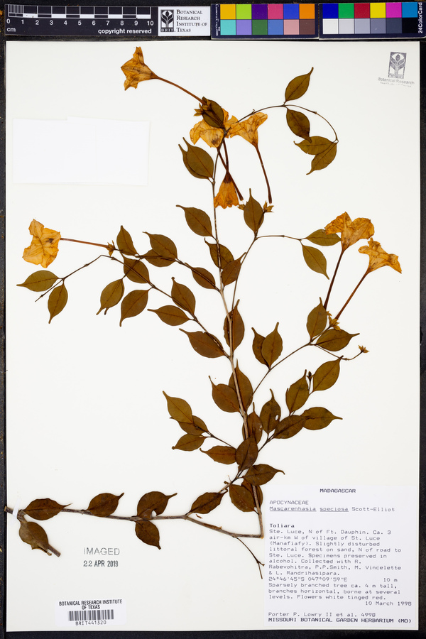 Mascarenhasia speciosa image