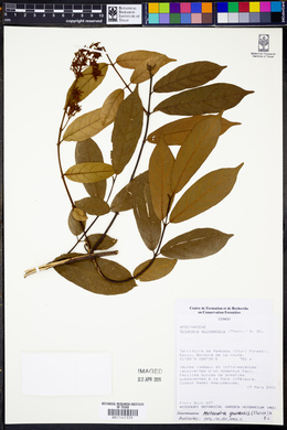 Motandra guineensis image