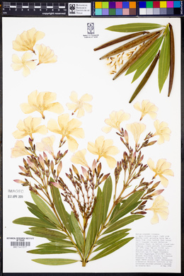 Nerium oleander image