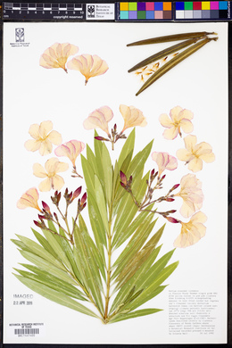 Nerium oleander image