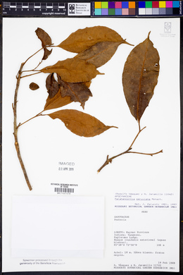 Parahancornia peruviana image