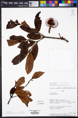 Parahancornia peruviana image