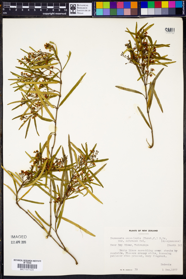 Parsonsia capsularis var. ochracea image