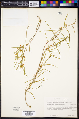 Parsonsia capsularis image