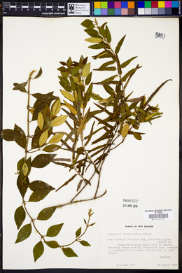 Parsonsia heterophylla image
