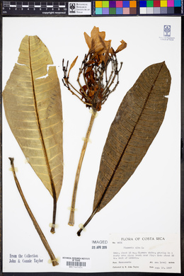 Plumeria alba image