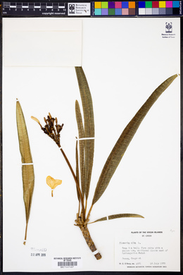 Plumeria alba image