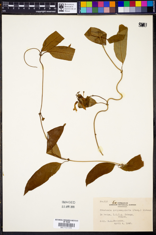 Prestonia quinquangularis image