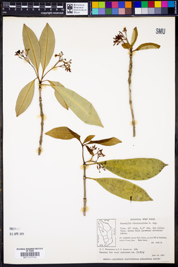 Rauvolfia biauriculata image