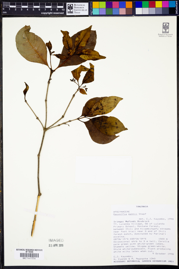 Rauvolfia mannii image