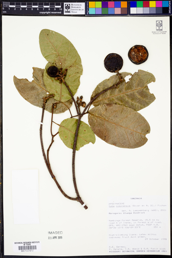 Saba comorensis image