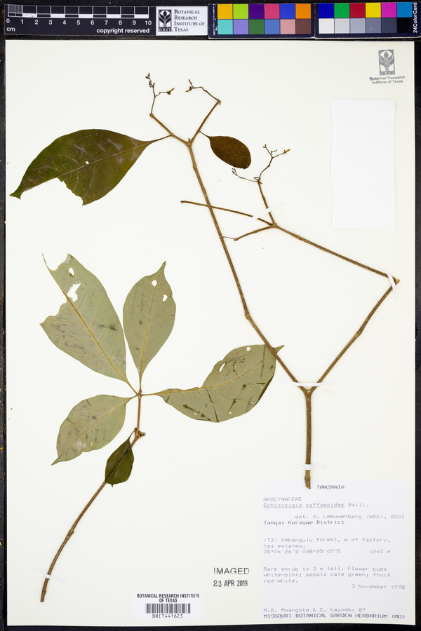 Schizozygia coffaeoides image