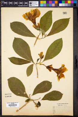 Tabernaemontana glabra image