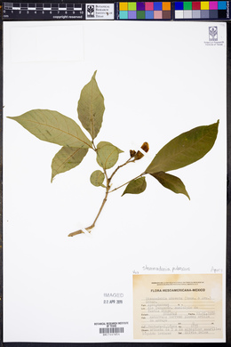 Stemmadenia pubescens image