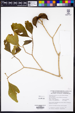 Stemmadenia tomentosa var. palmeri image