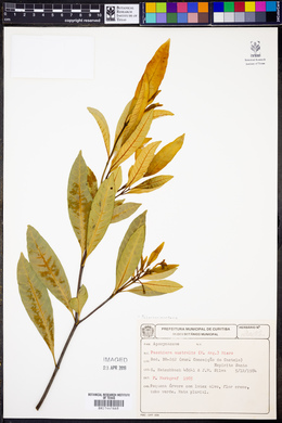 Tabernaemontana australis image