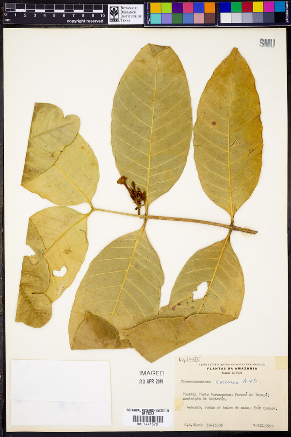 Tabernaemontana coriacea image