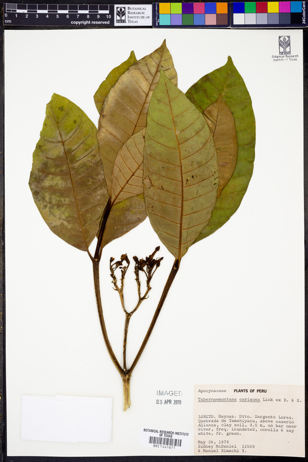 Tabernaemontana coriacea image