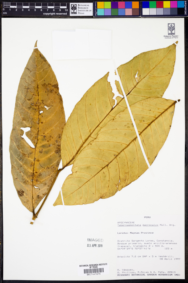 Tabernaemontana macrocalyx image