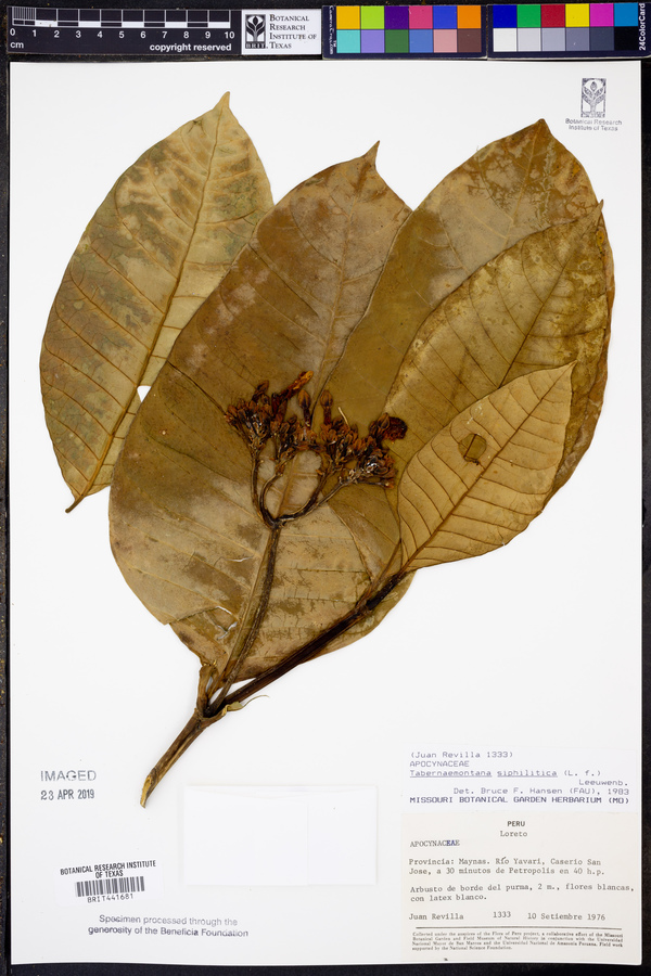 Tabernaemontana siphilitica image