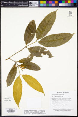 Image of Tabernaemontana undulata