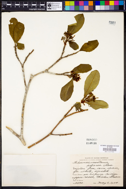 Tabernaemontana arborea image