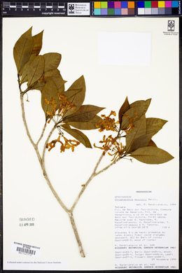 Strophanthus boivinii image