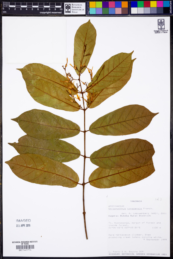 Strophanthus congoensis image