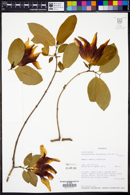 Image of Strophanthus courmontii