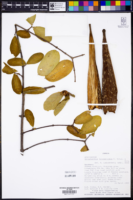 Image of Strophanthus holosericeus