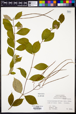 Thyrsanthella difformis image