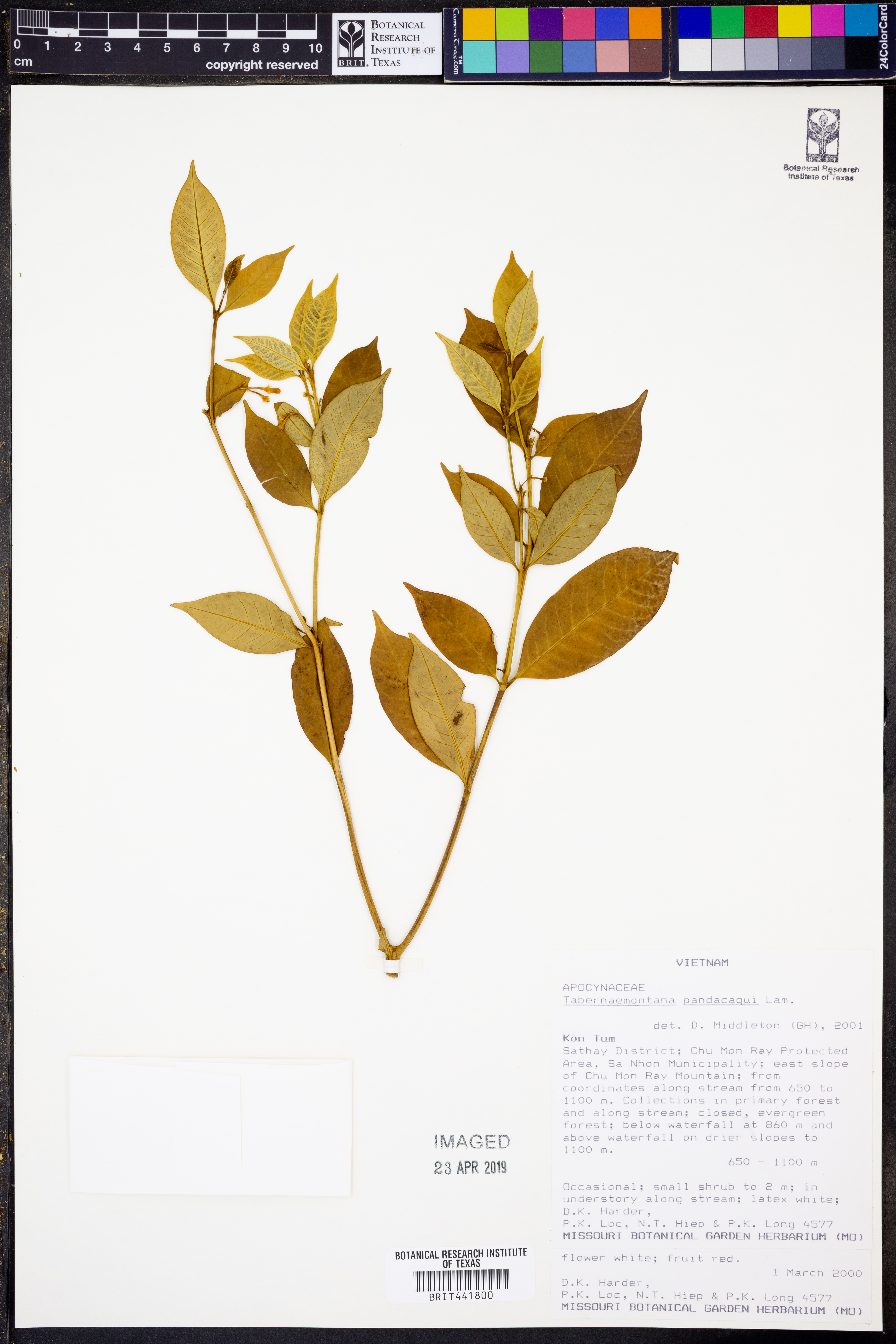 Tabernaemontana pandacaqui (Tabernaemontana pandacaqui)