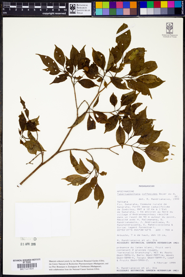 Tabernaemontana coffeoides image