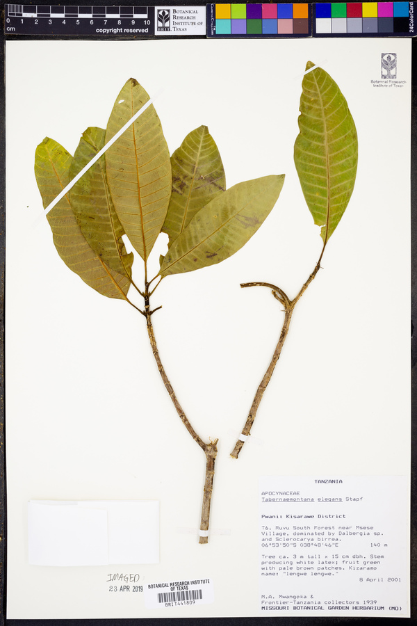 Tabernaemontana elegans image