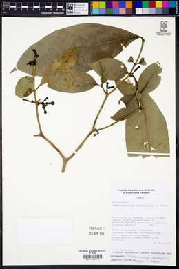 Tabernaemontana penduliflora image