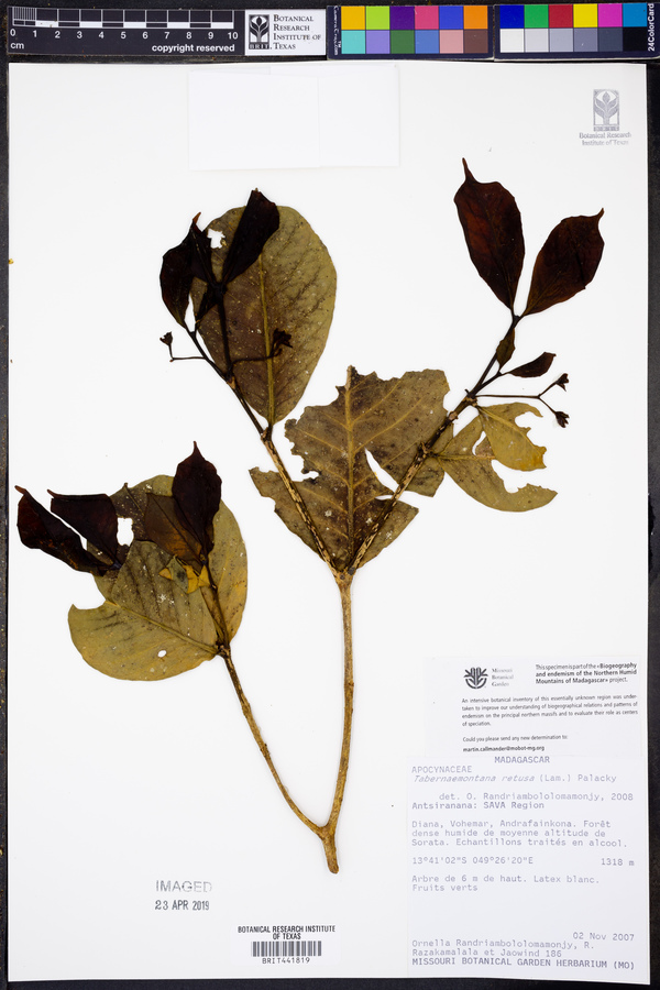 Tabernaemontana retusa image