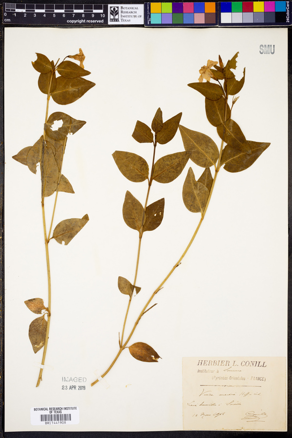 Vinca media image