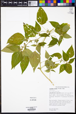 Acalypha deamii image