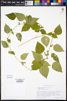 Acalypha deamii image