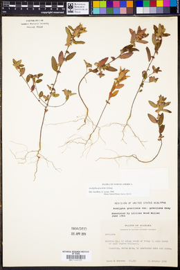 Acalypha gracilens image