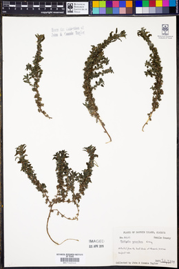 Acalypha gracilens image