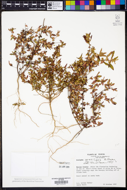 Acalypha gracilens image