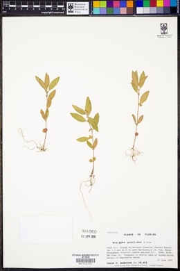 Acalypha gracilens image