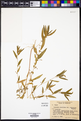 Acalypha gracilens var. monococca image