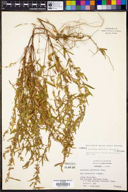 Acalypha monococca image