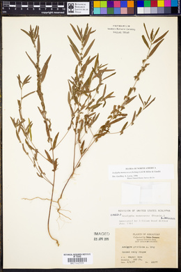 Acalypha monococca image