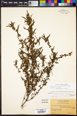 Acalypha monococca image